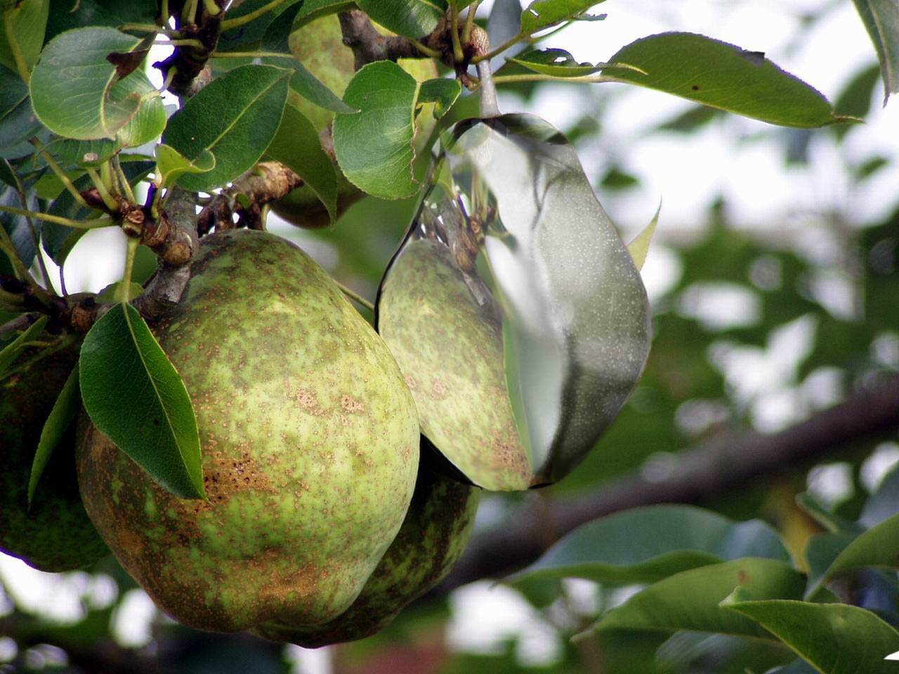 Photoshop Design by zynnya for DesignCrowd (Community Contests) | Design #9040269