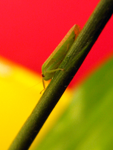 Photography by BabyGRL for DesignCrowd (Community Contests) | Design #9033245