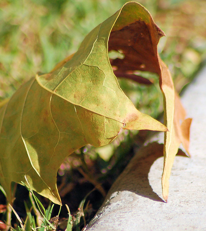 Photography by alwaysbeencreative for DesignCrowd (Community Contests) | Design #9033893