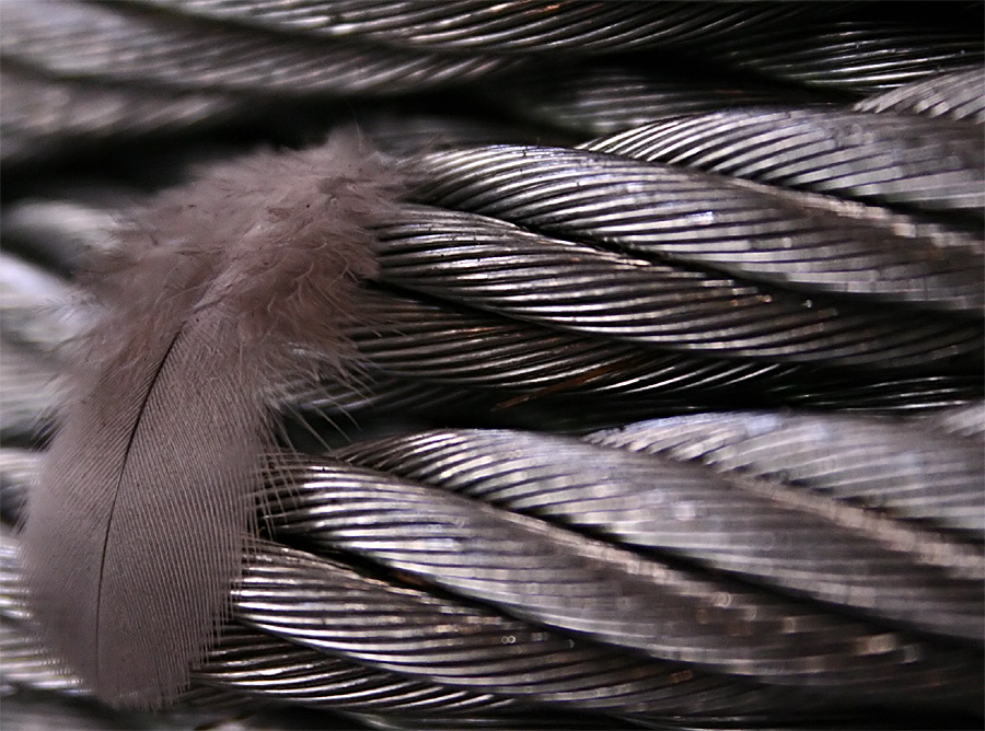 Photography by BrainbubblesSusan for DesignCrowd (Community Contests) | Design #9033898