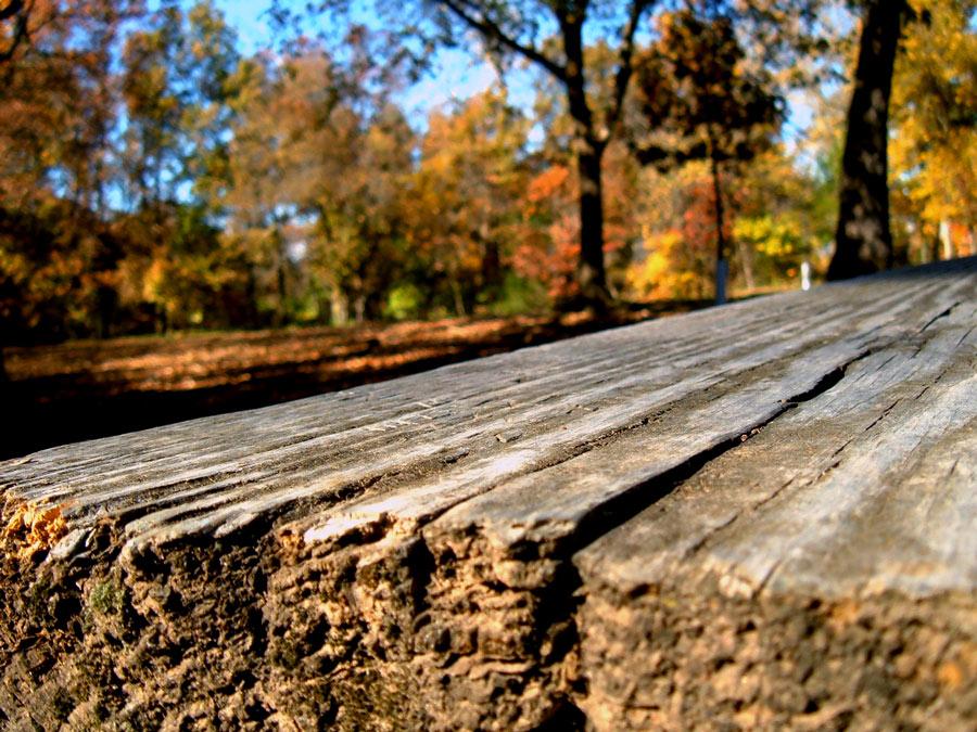 Fotografie von netanyajoy für DesignCrowd (Community Contests) | Design #9033892