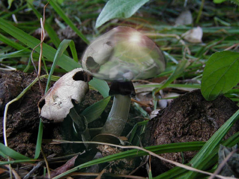 Photoshop Design by AleksanderIIAK47 for DesignCrowd (Community Contests) | Design #9040409