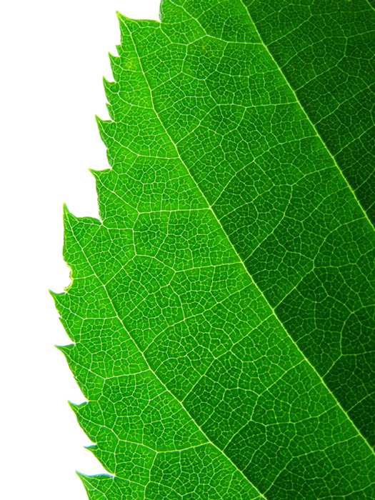 Photography by AnotherRainKing for DesignCrowd (Community Contests) | Design #9033948