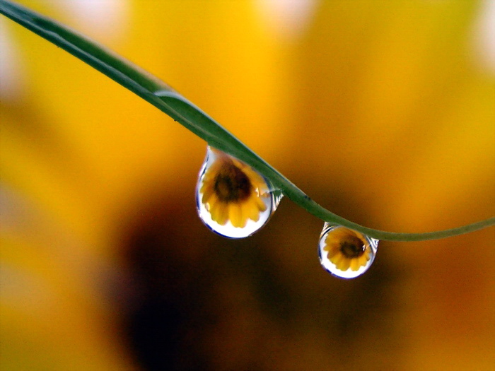 Photographie par mzmzmzmz pour DesignCrowd (Community Contests) | Design #9035595