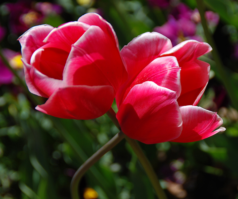 Photographie par gymp93 pour DesignCrowd (Community Contests) | Design #9035616