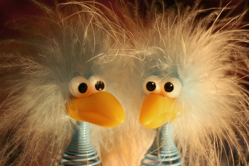 Photography by Netali for DesignCrowd (Community Contests) | Design #9035590