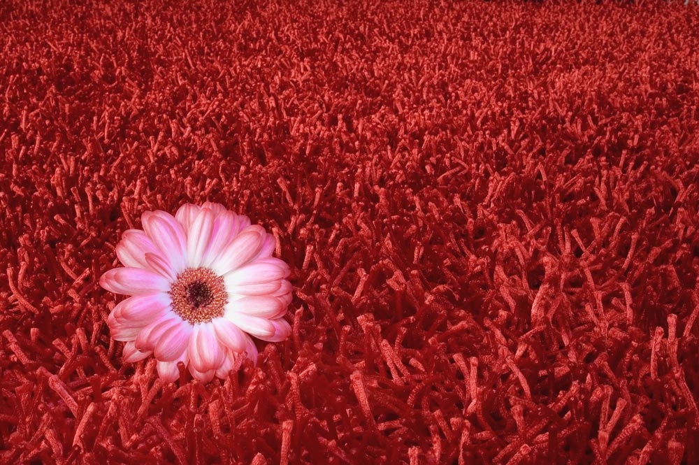 Photography by egonlinden for DesignCrowd (Community Contests) | Design #9034035