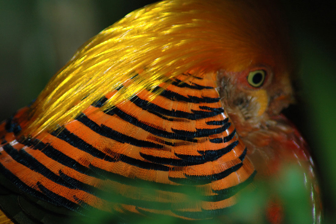 Photographie par Jawizza pour DesignCrowd (Community Contests) | Design #9033959