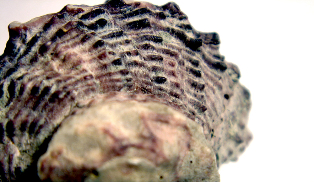 Fotografía por Darkbrew para DesignCrowd (Community Contests) | Diseño #9033951