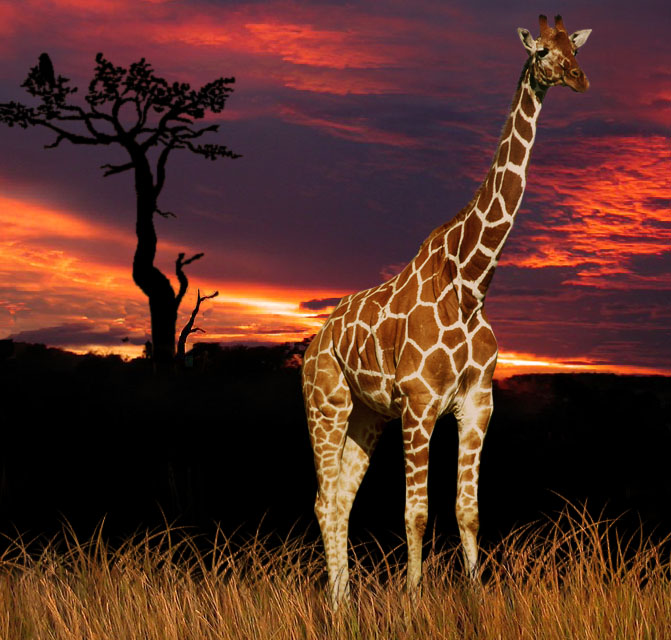 Diseño de Photoshop por clara1156 para DesignCrowd (Community Contests) | Diseño #9035668