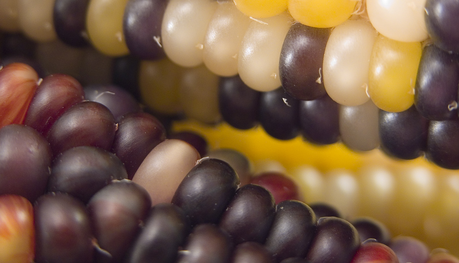 Photography by georgethedog for DesignCrowd (Community Contests) | Design #9034027