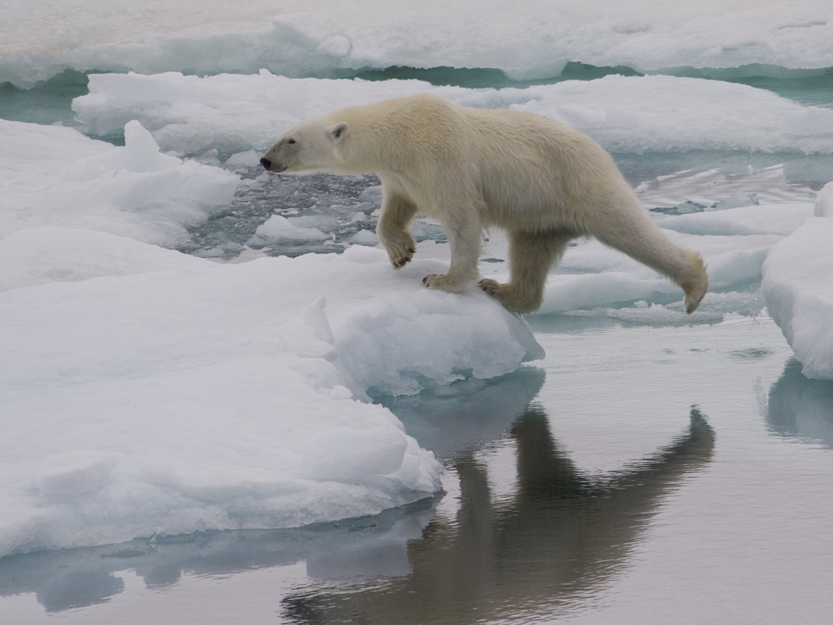 Fotografía por imagex para DesignCrowd (Community Contests) | Diseño #9052601