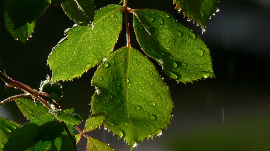 Photography by politas for DesignCrowd (Community Contests) | Design #9035663