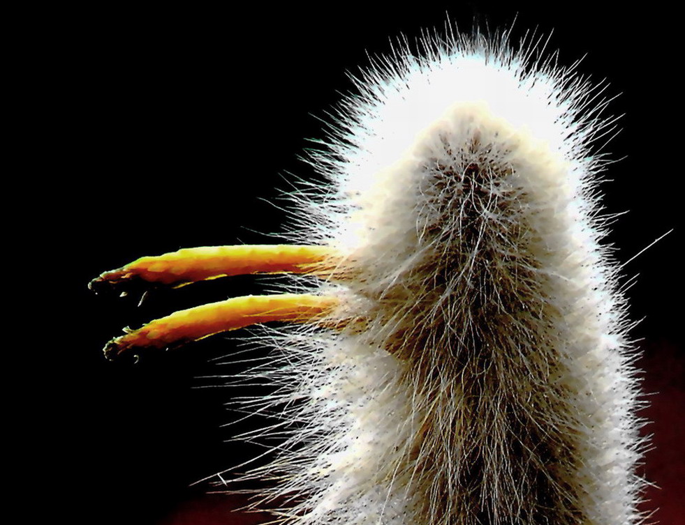 Fotografía por DAWARS para DesignCrowd (Community Contests) | Diseño #9035695