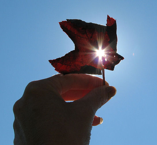 Photography by angel2kiss for DesignCrowd (Community Contests) | Design #9035687