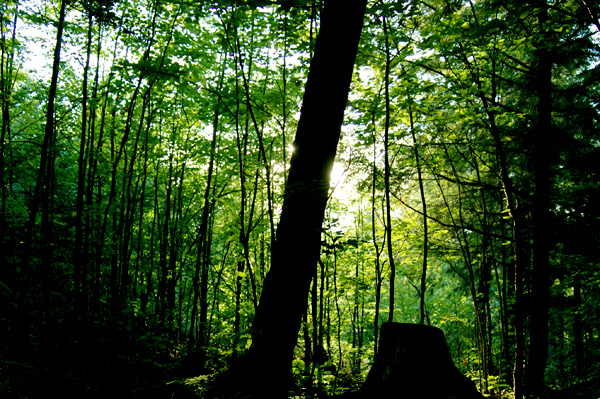 Photography by Papilapu for DesignCrowd (Community Contests) | Design #9035685