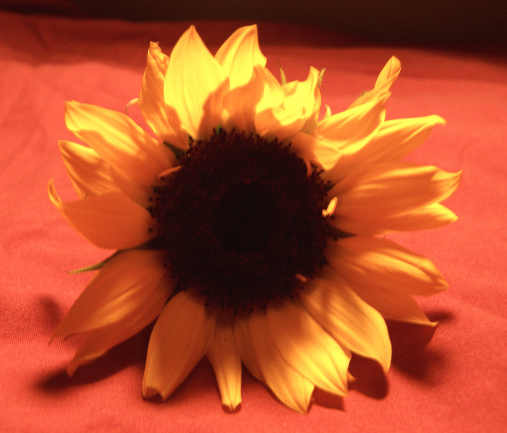 Photography by slimjewel1 for DesignCrowd (Community Contests) | Design #9035725