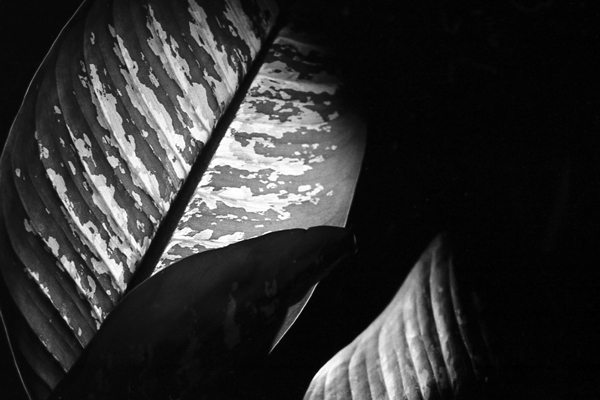 Fotografía por rdt6889 para DesignCrowd (Community Contests) | Diseño #9035786