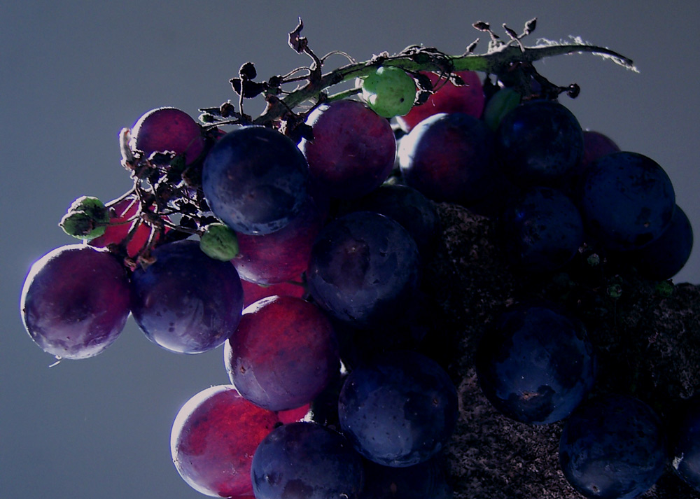 Photography by DutchPuh for DesignCrowd (Community Contests) | Design #9035805