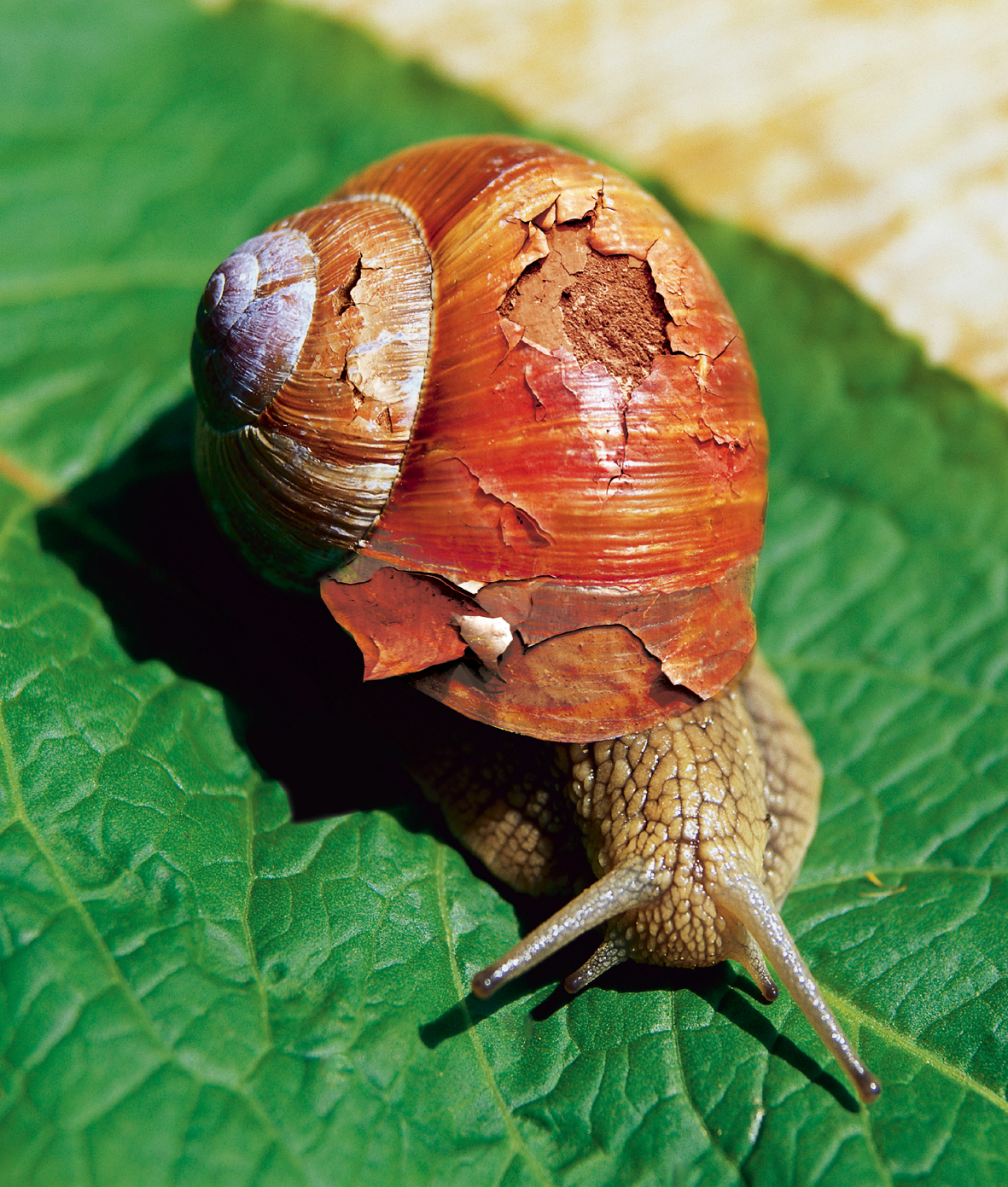 Photoshop Design by Wytske for DesignCrowd (Community Contests) | Design #9034618