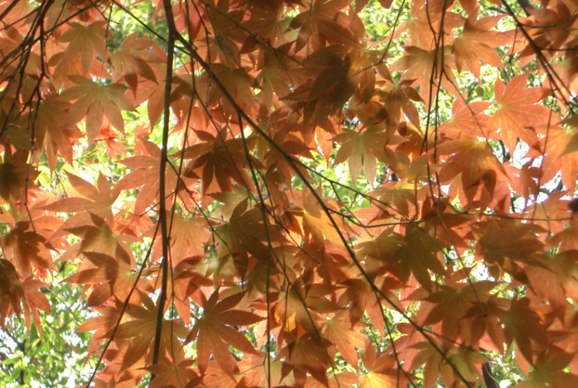 Fotografie von NatashaP für DesignCrowd (Community Contests) | Design #9035850