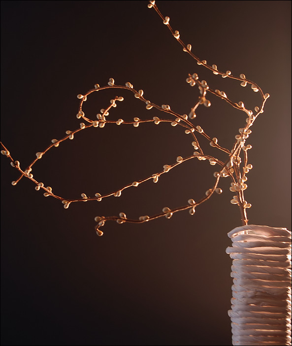 Photography by Meggie for DesignCrowd (Community Contests) | Design #9035743