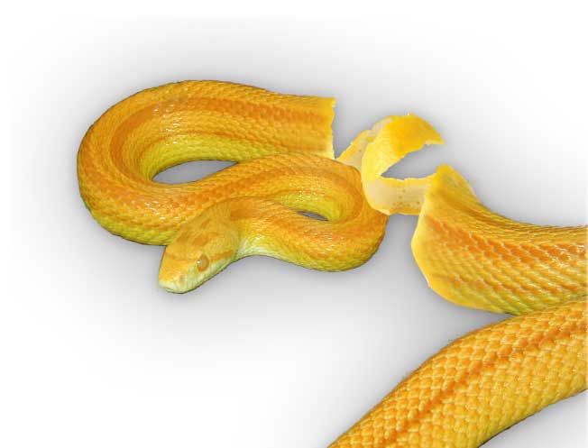 Diseño de Photoshop por Sugar99 para DesignCrowd (Community Contests) | Diseño #9034738