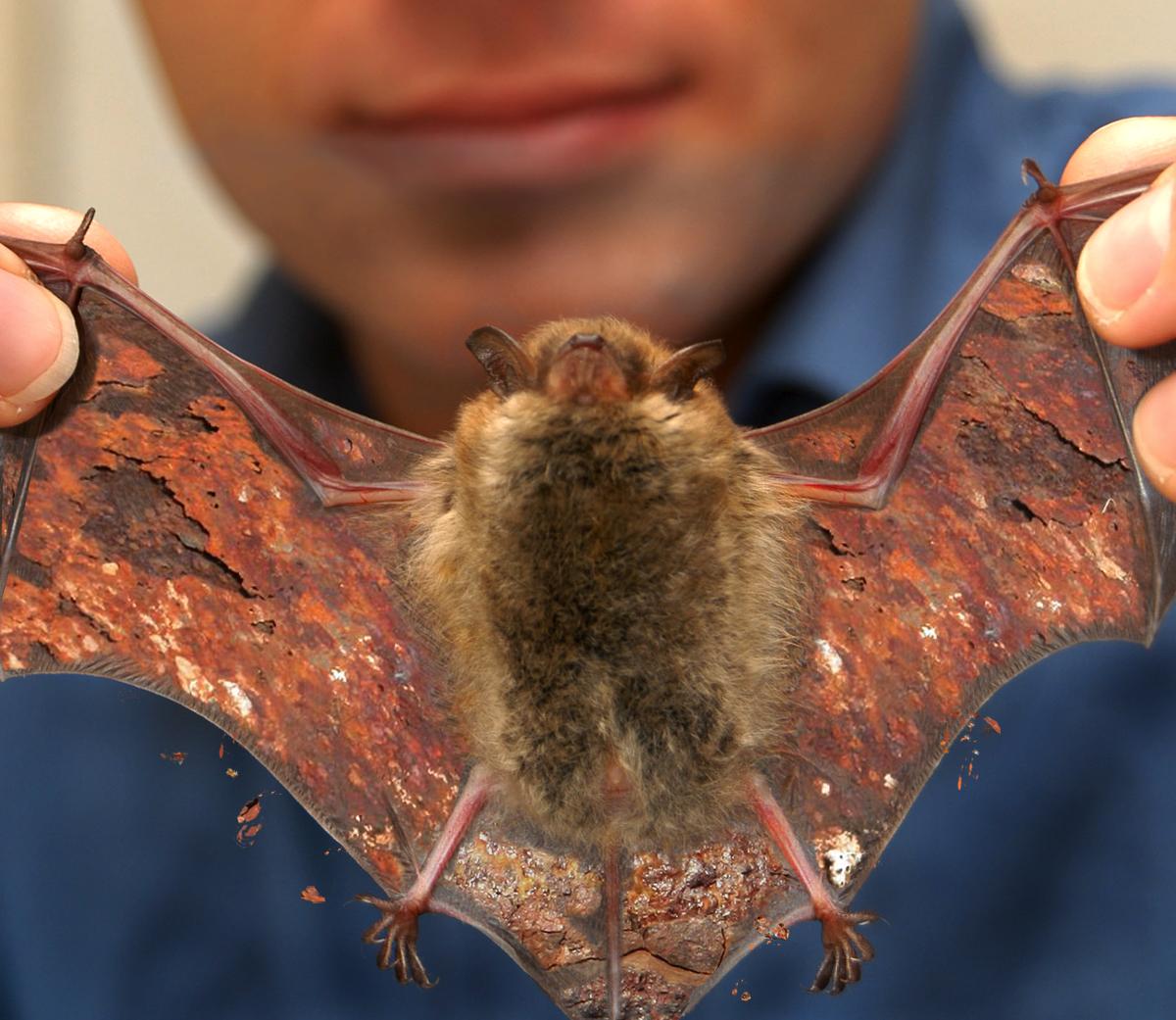 Photoshop Design by sugarcane for DesignCrowd (Community Contests) | Design #9034729