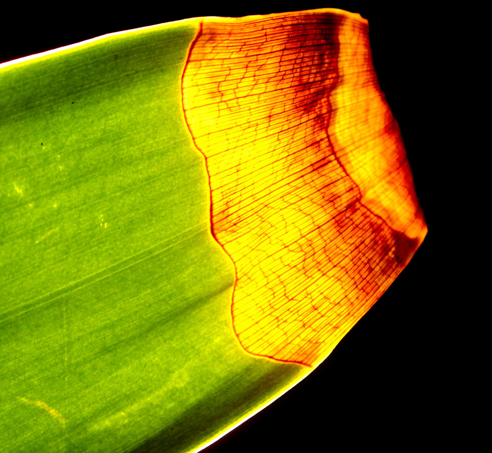 Fotografía por Darkbrew para DesignCrowd (Community Contests) | Diseño #9035866