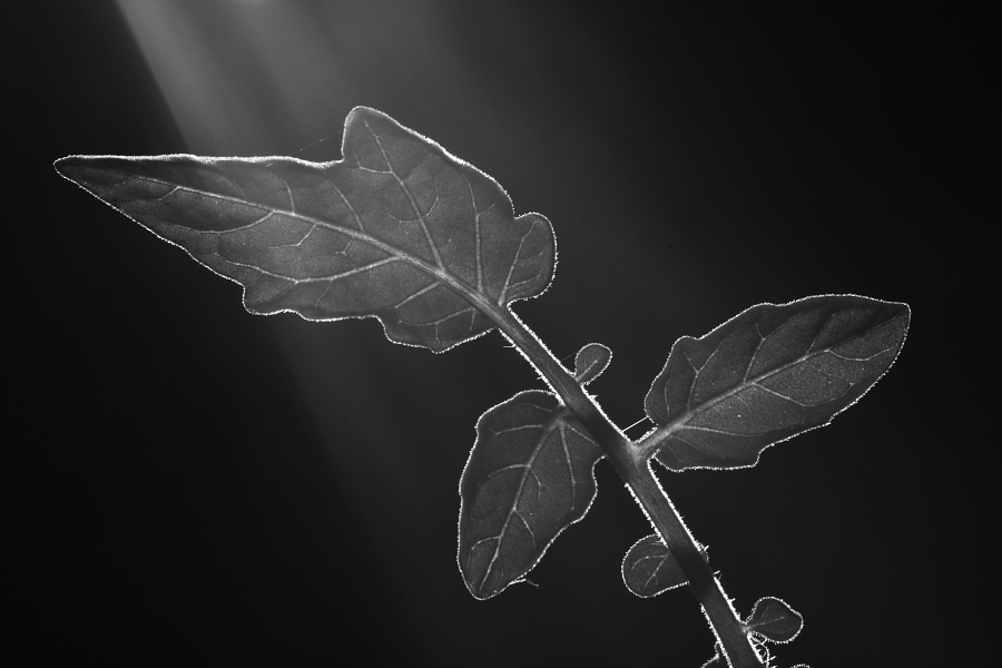 Photography by TamraT for DesignCrowd (Community Contests) | Design #9035910