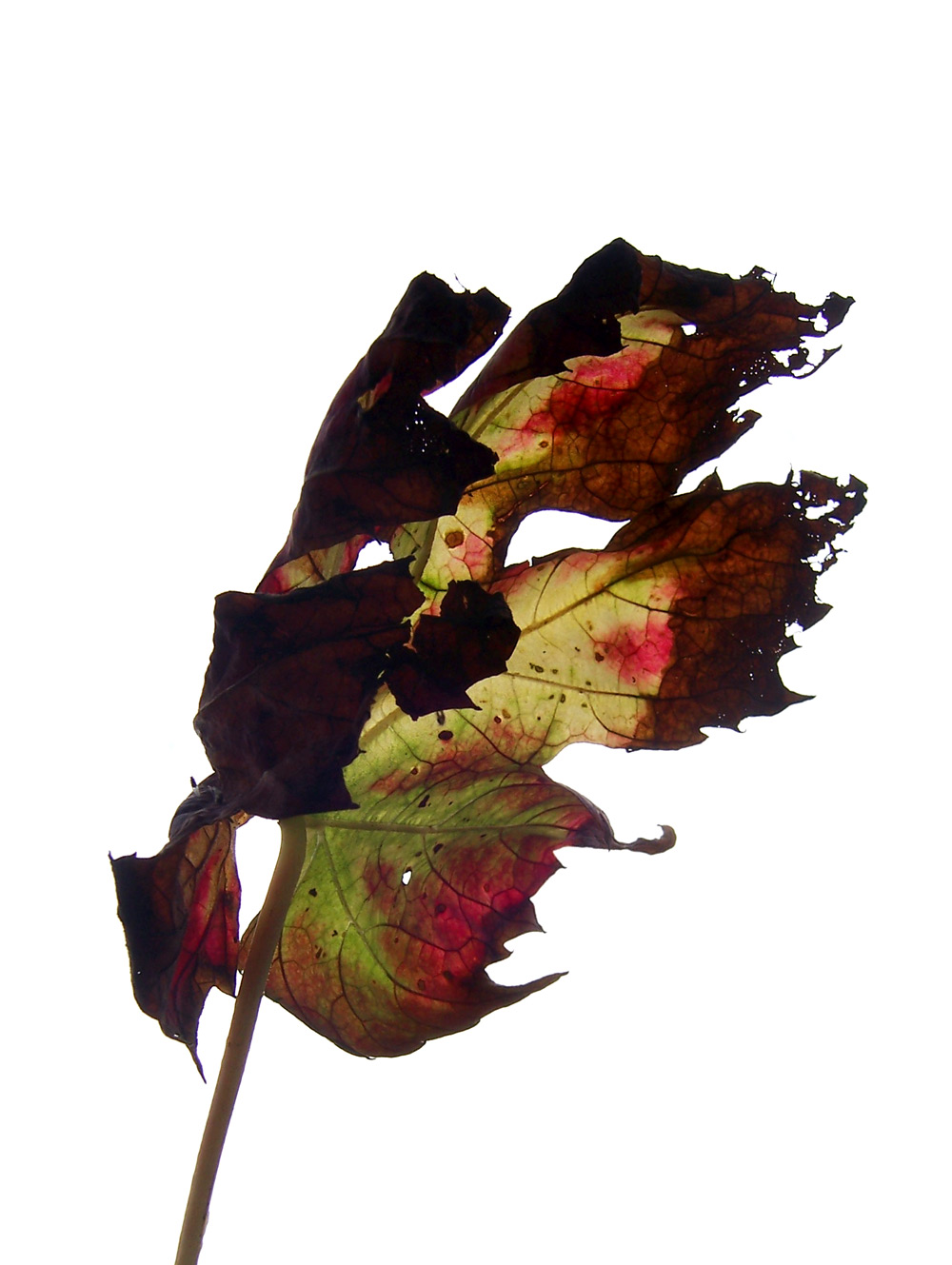 Fotografía por DutchPuh para DesignCrowd (Community Contests) | Diseño #9035738