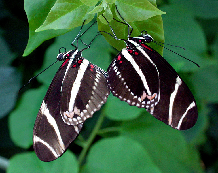 Photography by starrwalker for DesignCrowd (Community Contests) | Design #9030805