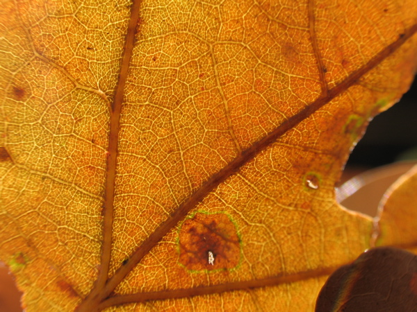 Photography by crazyforrhcp for DesignCrowd (Community Contests) | Design #9035789