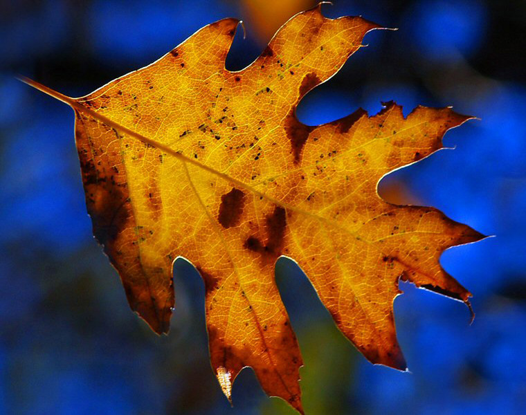 Photography by Brat68 for DesignCrowd (Community Contests) | Design #9035807