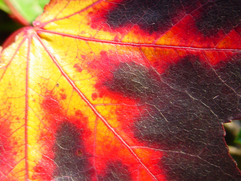 Photography by ljvgtj for DesignCrowd (Community Contests) | Design #9035882