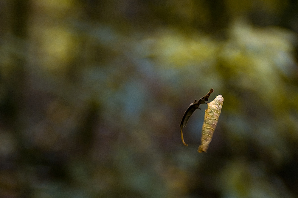 Photography by egonlinden for DesignCrowd (Community Contests) | Design #9035854