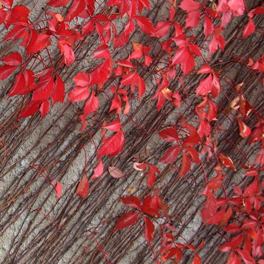 Photographie par Berilu pour DesignCrowd (Community Contests) | Design #9035909