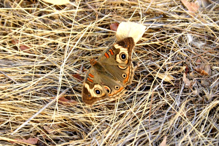 Photography by guillolb for DesignCrowd (Community Contests) | Design #9035913