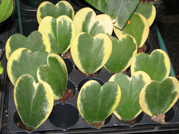 Photography by angel2kiss for DesignCrowd (Community Contests) | Design #9030870