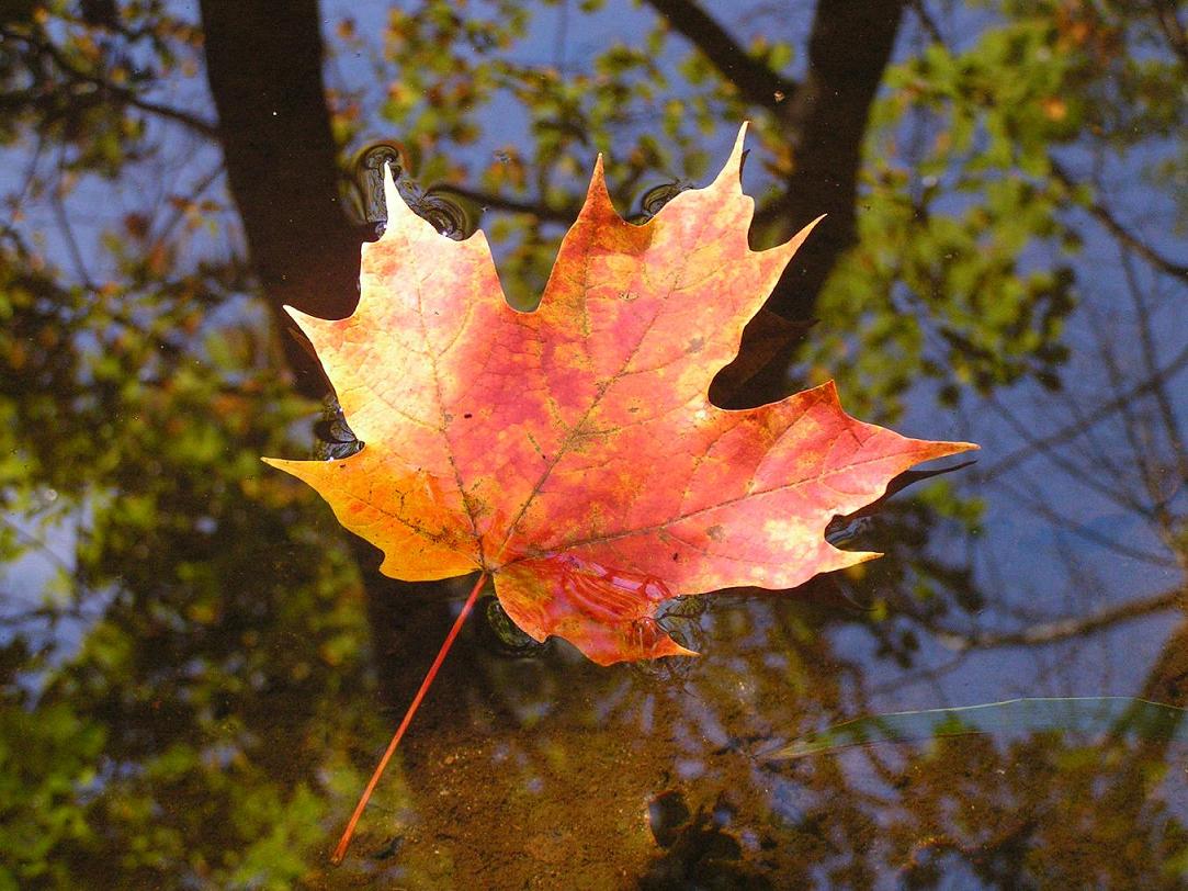 Photography by KerryElizabeth for DesignCrowd (Community Contests) | Design #9036133
