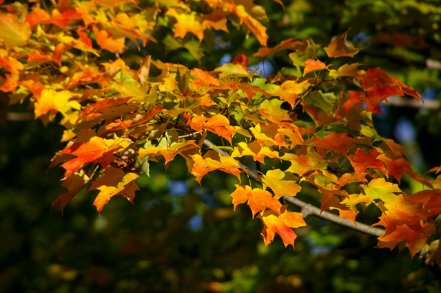 Fotografía por LADPUPMOE para DesignCrowd (Community Contests) | Diseño #9035998