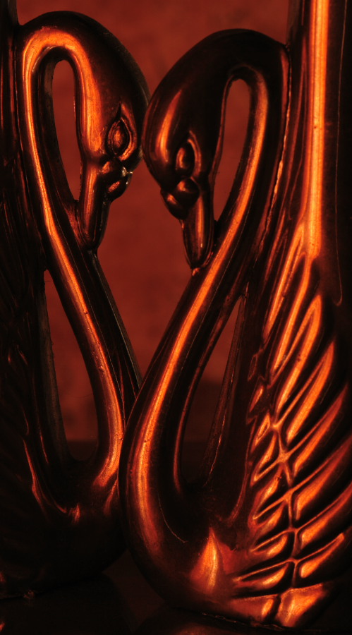 Photography by TamraT for DesignCrowd (Community Contests) | Design #9030880