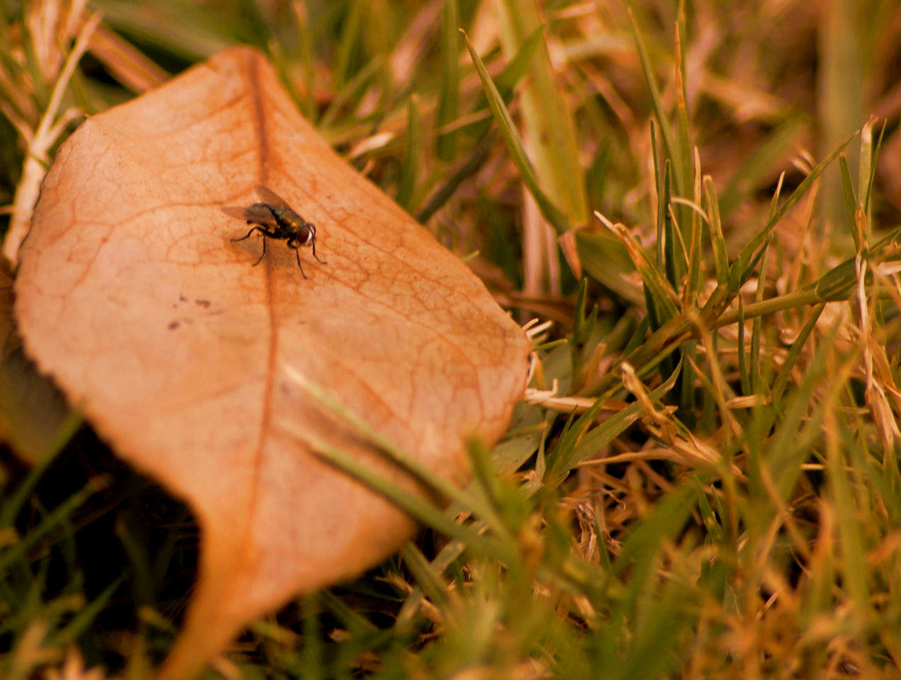 Photography by alwaysbeencreative for DesignCrowd (Community Contests) | Design #9036084