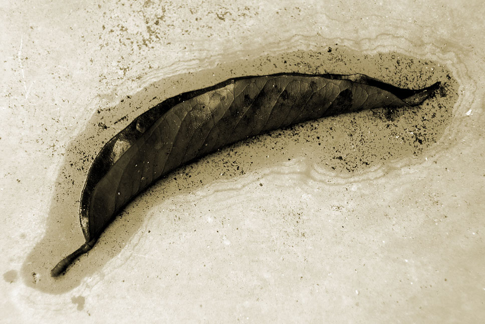 Photography by artissa for DesignCrowd (Community Contests) | Design #9035957