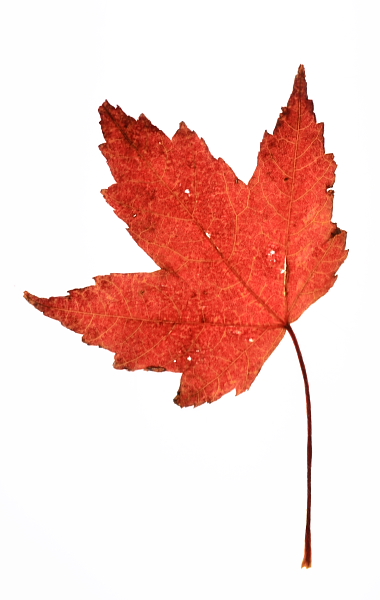 Photography by TamraT for DesignCrowd (Community Contests) | Design #9036143