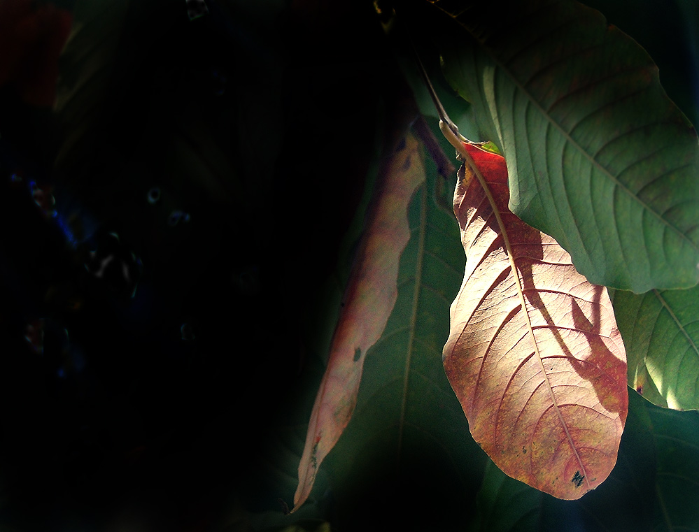 Fotografía por DAWARS para DesignCrowd (Community Contests) | Diseño #9036140