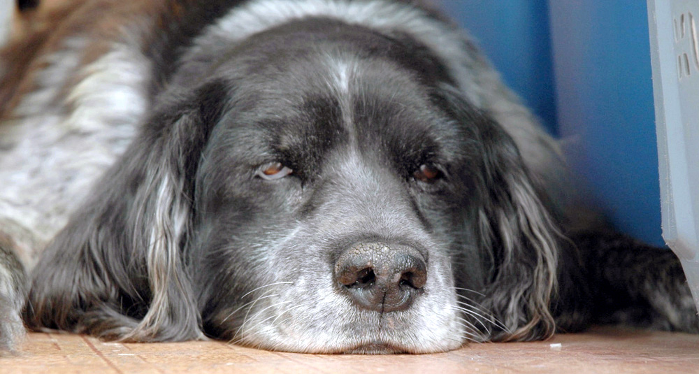 Photography by Larvice for DesignCrowd (Community Contests) | Design #9032241