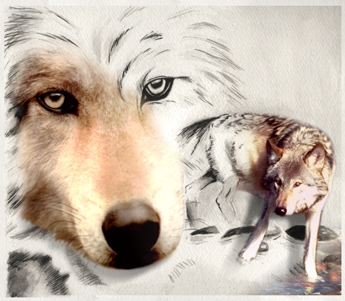 Diseño de Photoshop por Mishikal para DesignCrowd (Community Contests) | Diseño #9034604