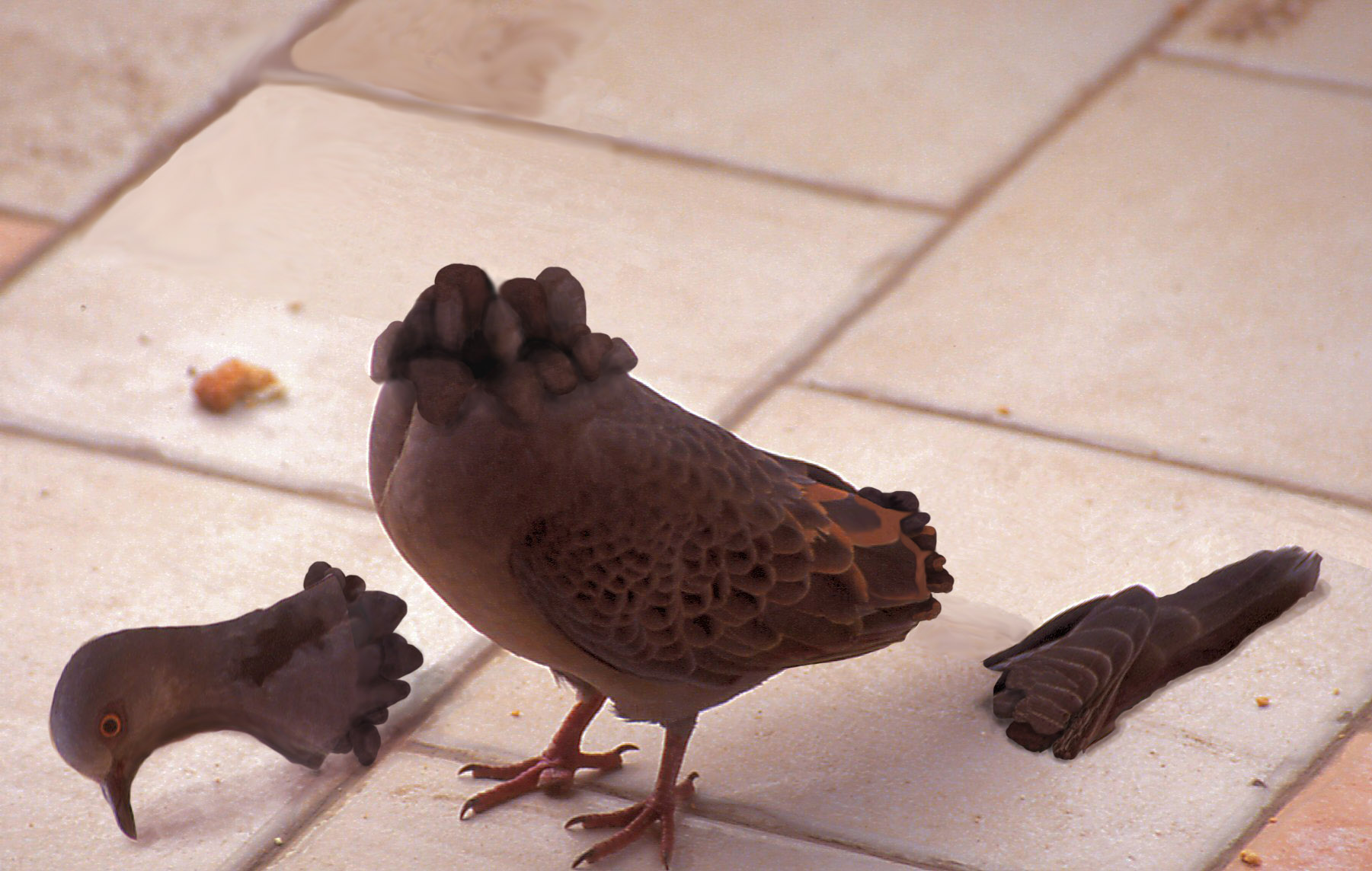 Photoshop Design by Zuezzo for DesignCrowd (Community Contests) | Design #9033920