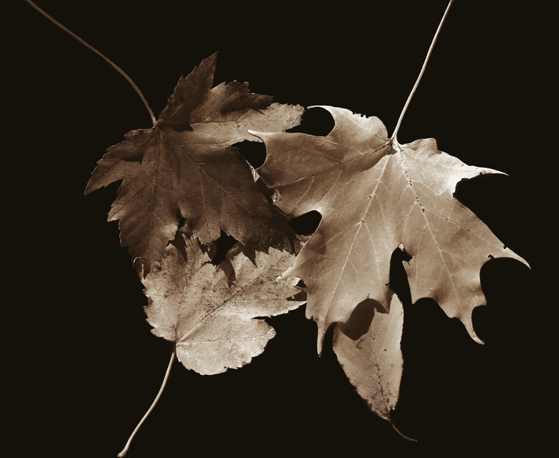 Fotografie von lilmart für DesignCrowd (Community Contests) | Design #9032134